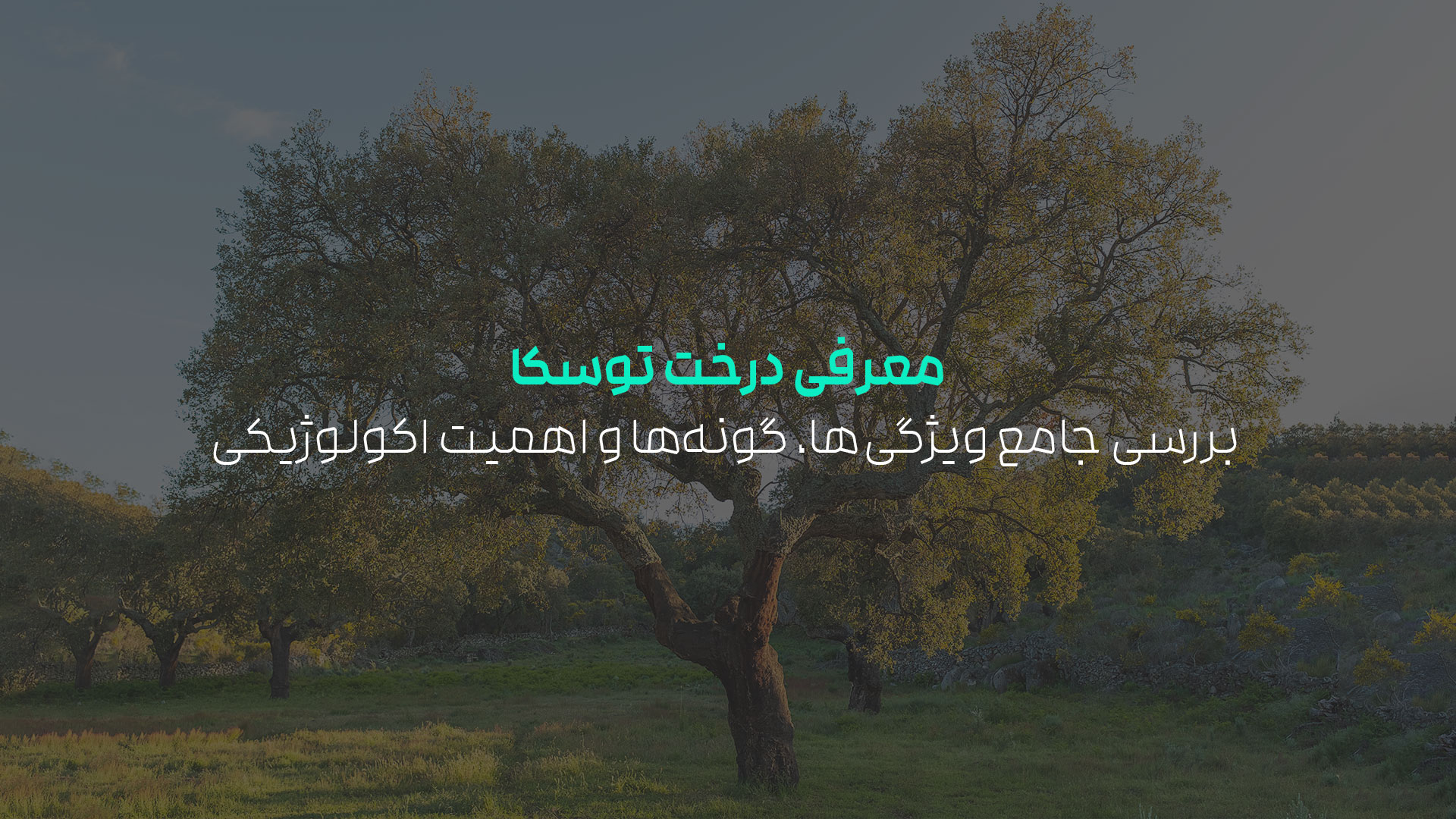 درخت توسکا