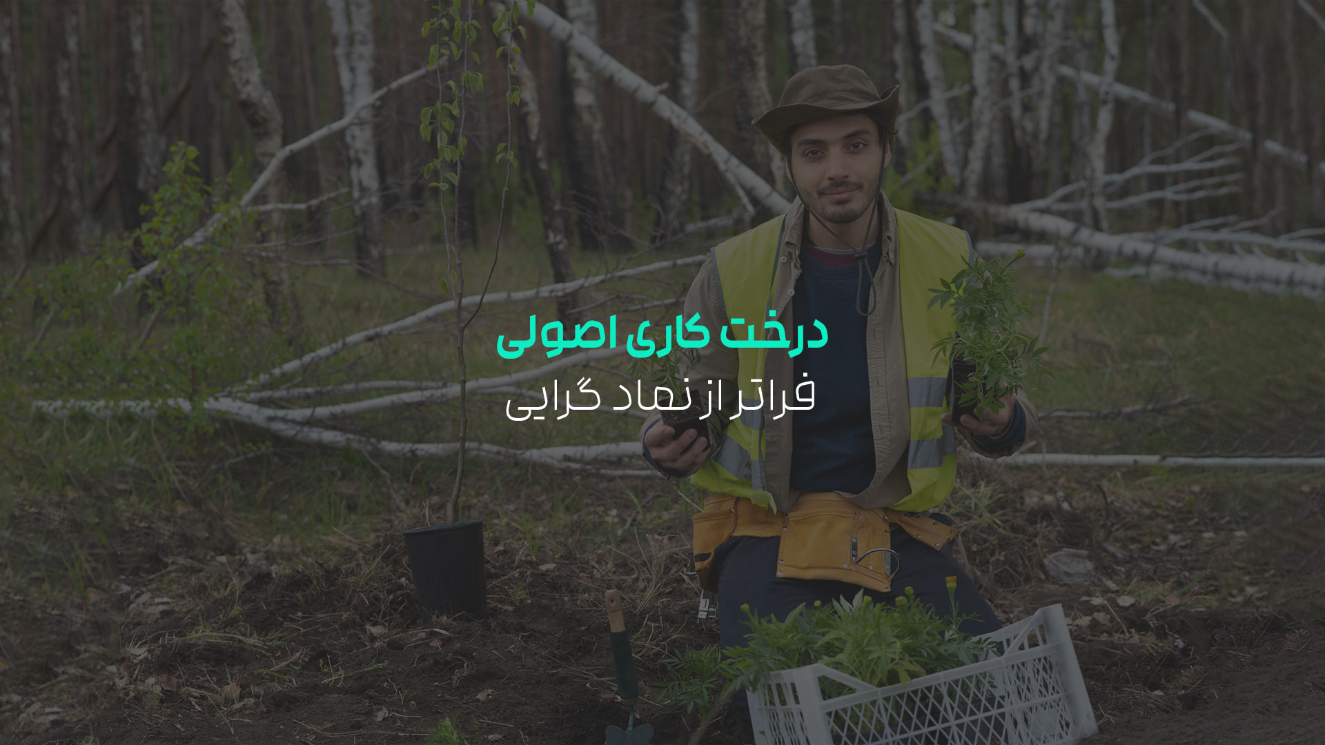 درخت کاری اصولی