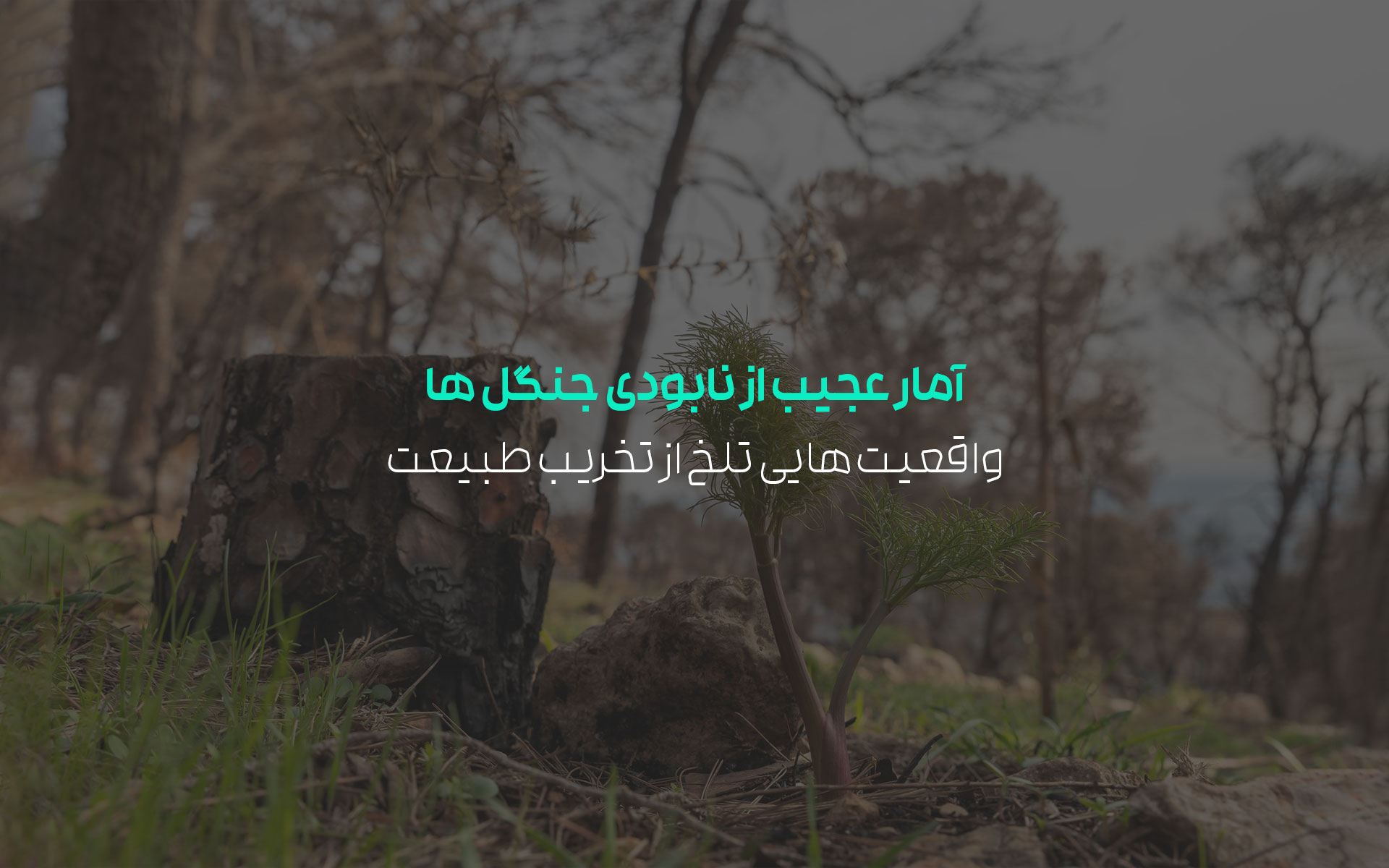 نابودی جنگل ها