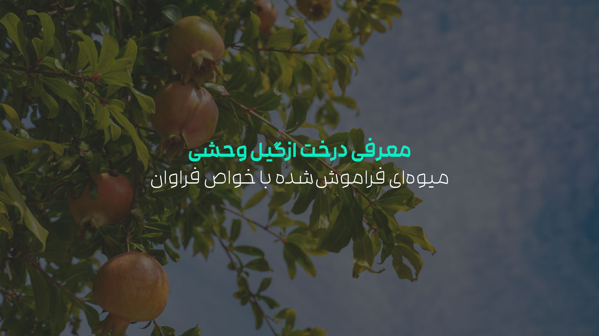 درخت ازگیل وحشی