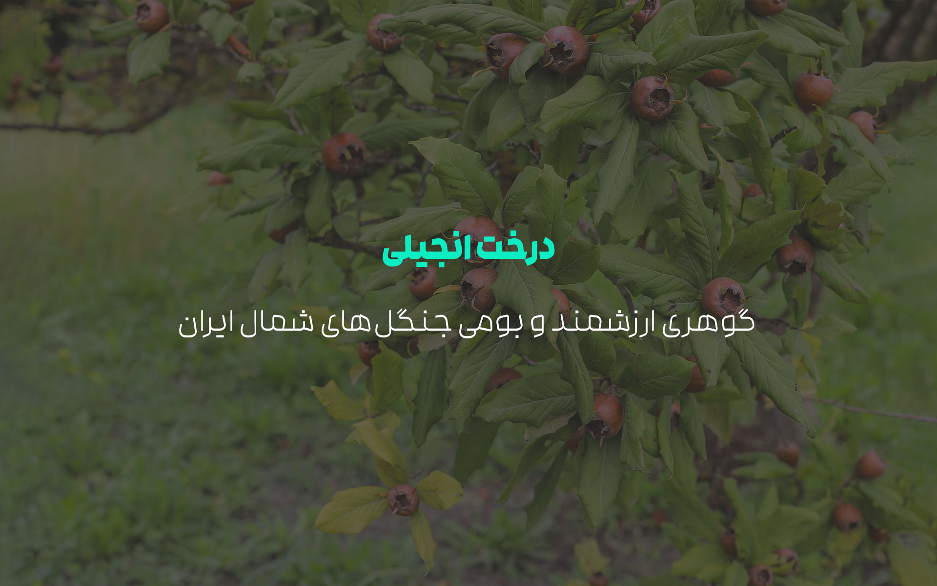 درخت انجیلی