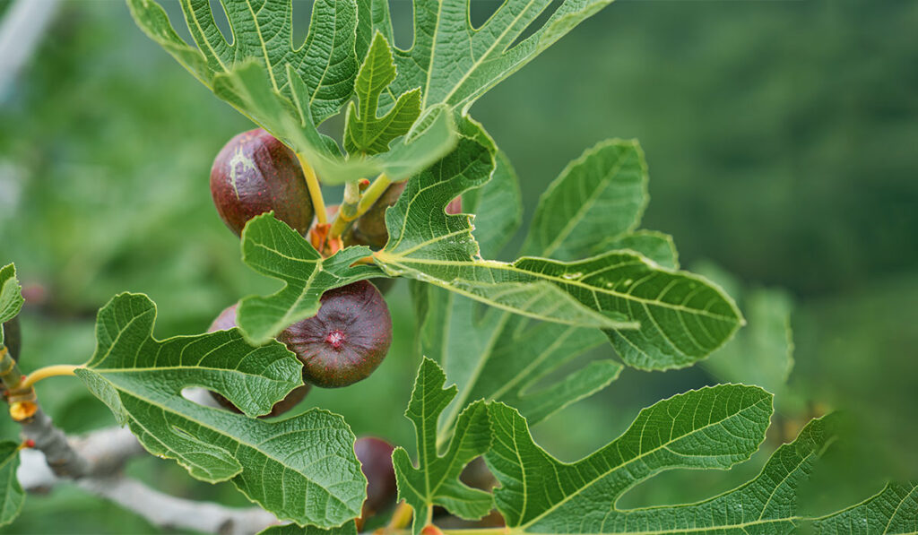 درخت انجیلی