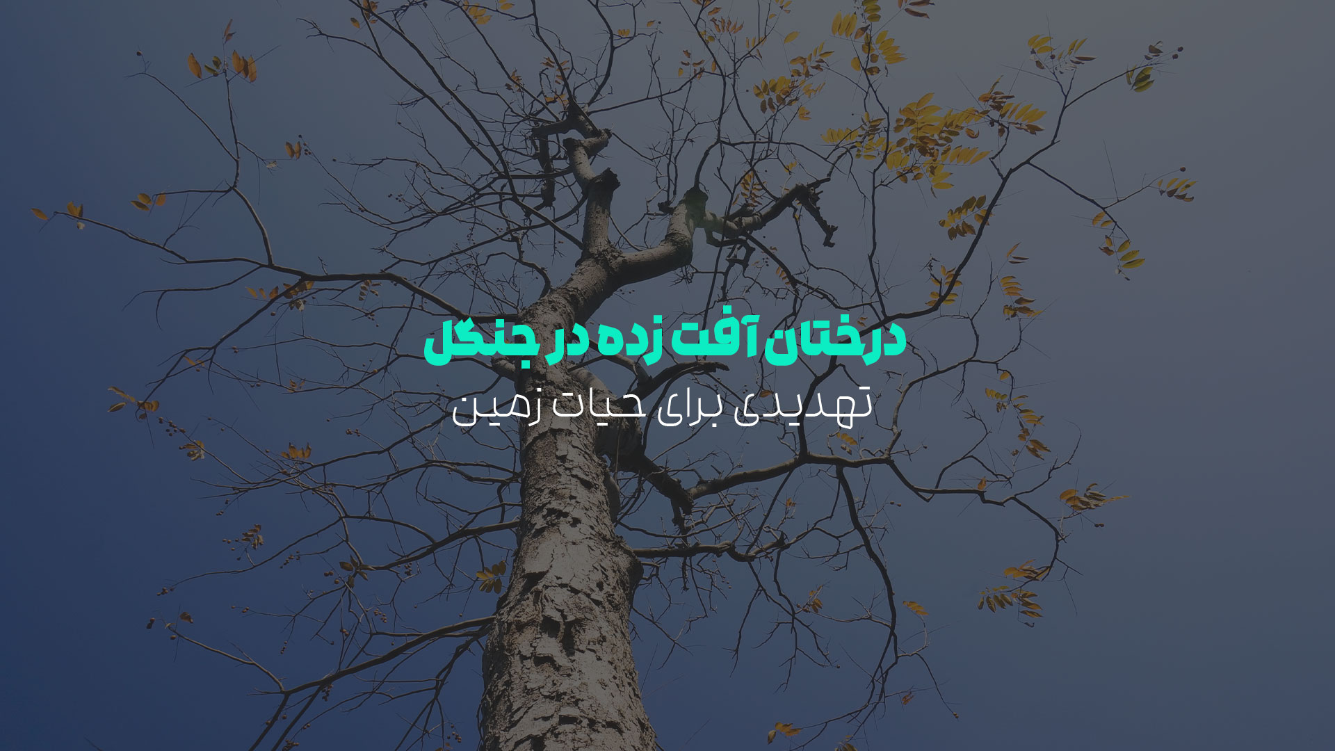 درختان آفت زده